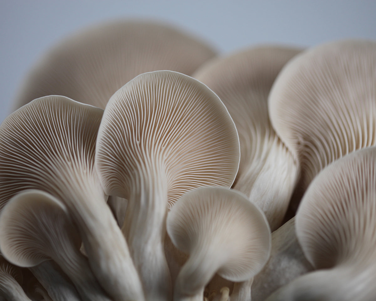 What Are Mushrooms? A Comprehensive Guide โ Redwood Mushroom Supply