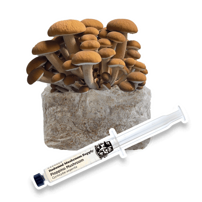 Pioppino Mushroom Grow Kit