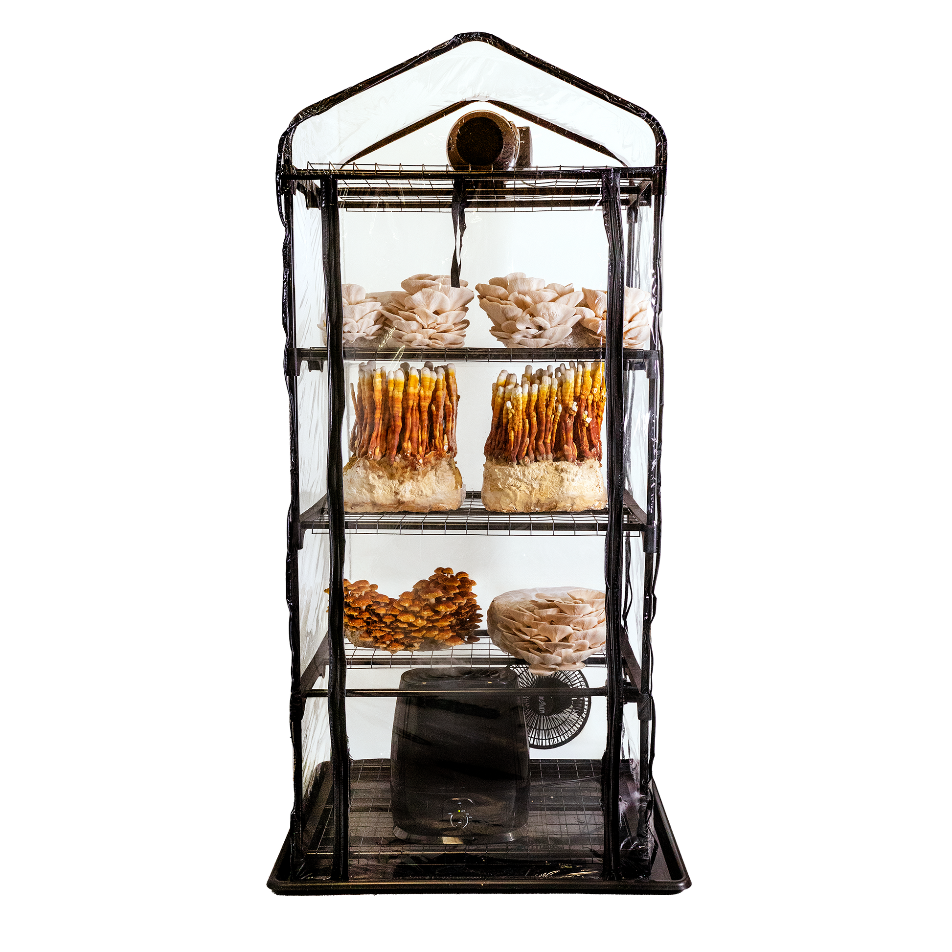 A fully assembled grow tent with transparent walls displaying multiple shelves with various stages of oyster mushroom growth.