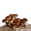Cluster of Pioppino Mushrooms with Rich Brown Caps on Substrate on Black Background