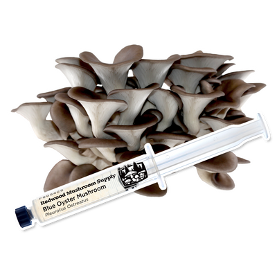 Blue Oyster Mushroom Liquid Culture Syringe