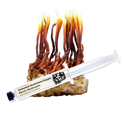 Reishi Mushroom Liquid Culture Syringe