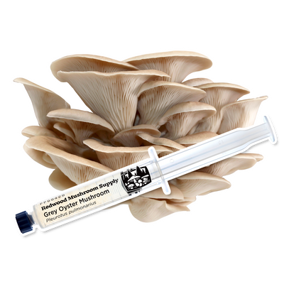 Grey Oyster Mushroom Liquid Culture Syringe