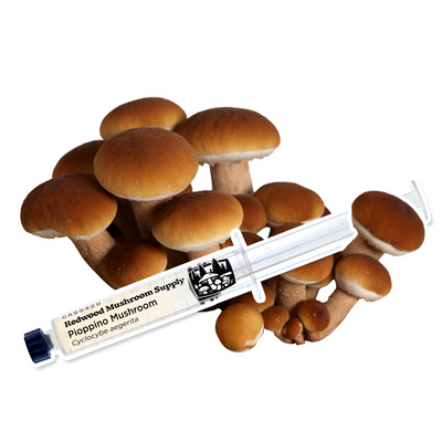 Redwood Mushroom Supply Pioppino Mushroom Liquid Culture Syringe with Mushroom Cluster Background