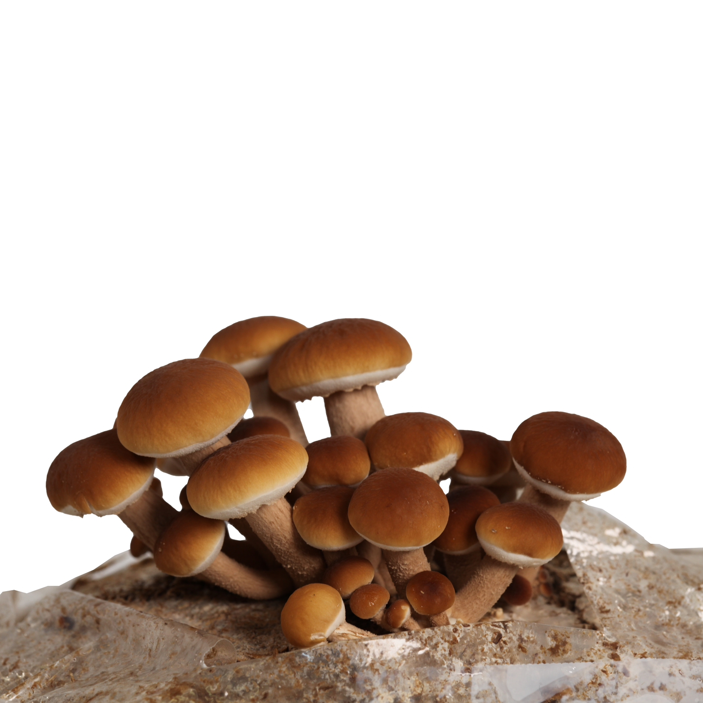pioppono mushrooms growing out of the top of a mushroom grow bag. The caps of the mushroom are golden brown velvety look with large tan stems.