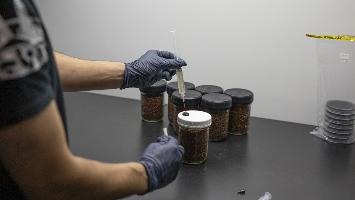 Introduction to Inoculation – Redwood Mushroom Supply