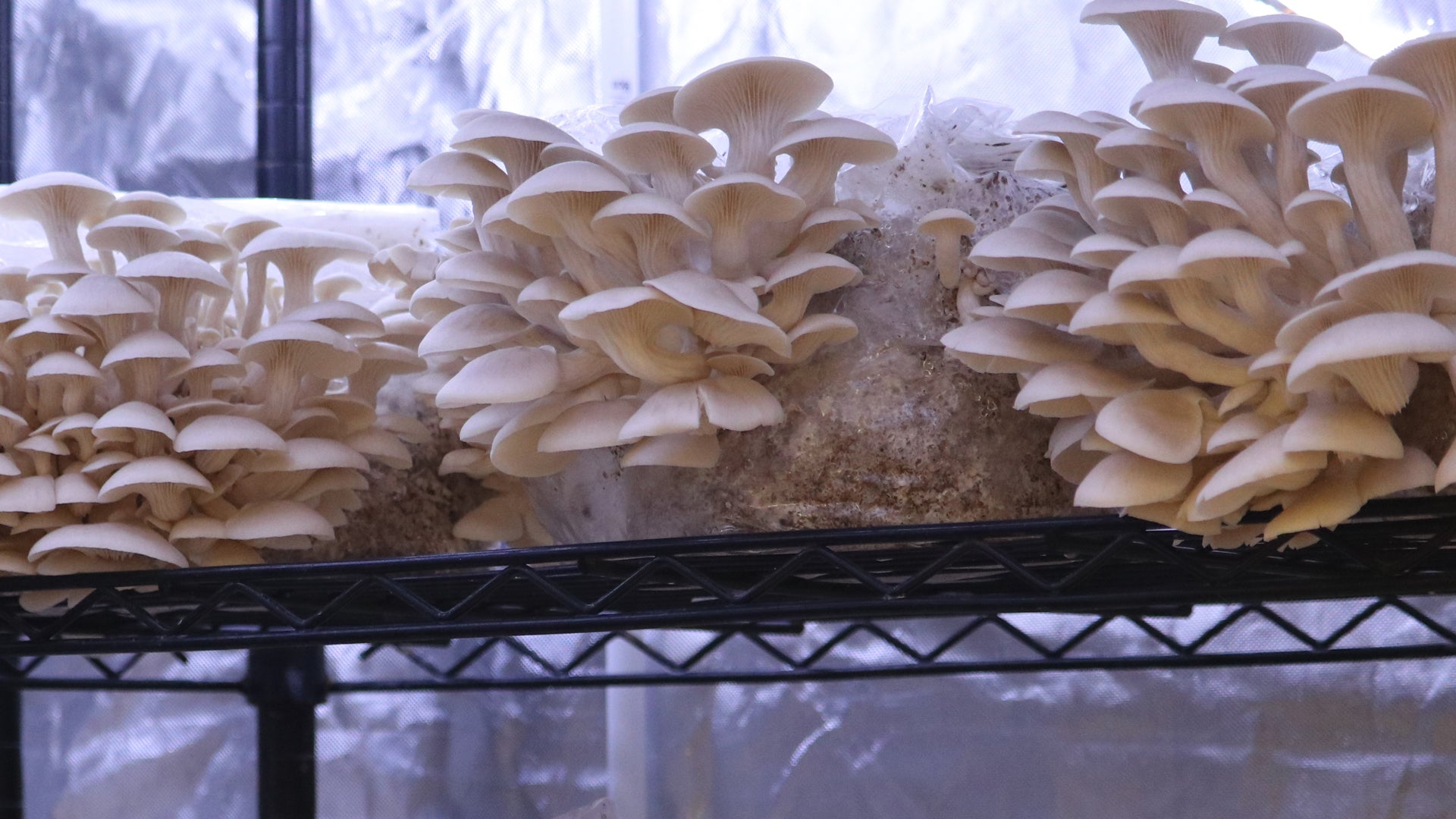 Oyster mushrooms growing for commercial cultivation