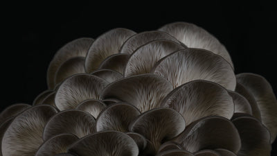 The Importance of Lighting in Mushroom Cultivation