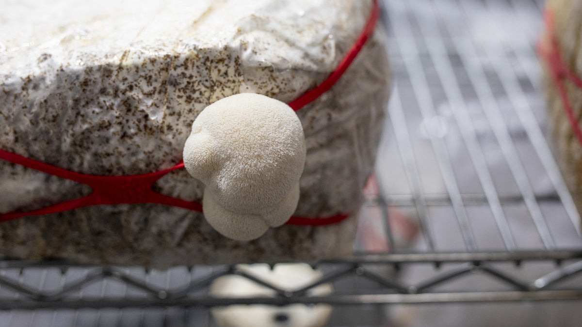 How To Grow Lion's Mane Mushrooms