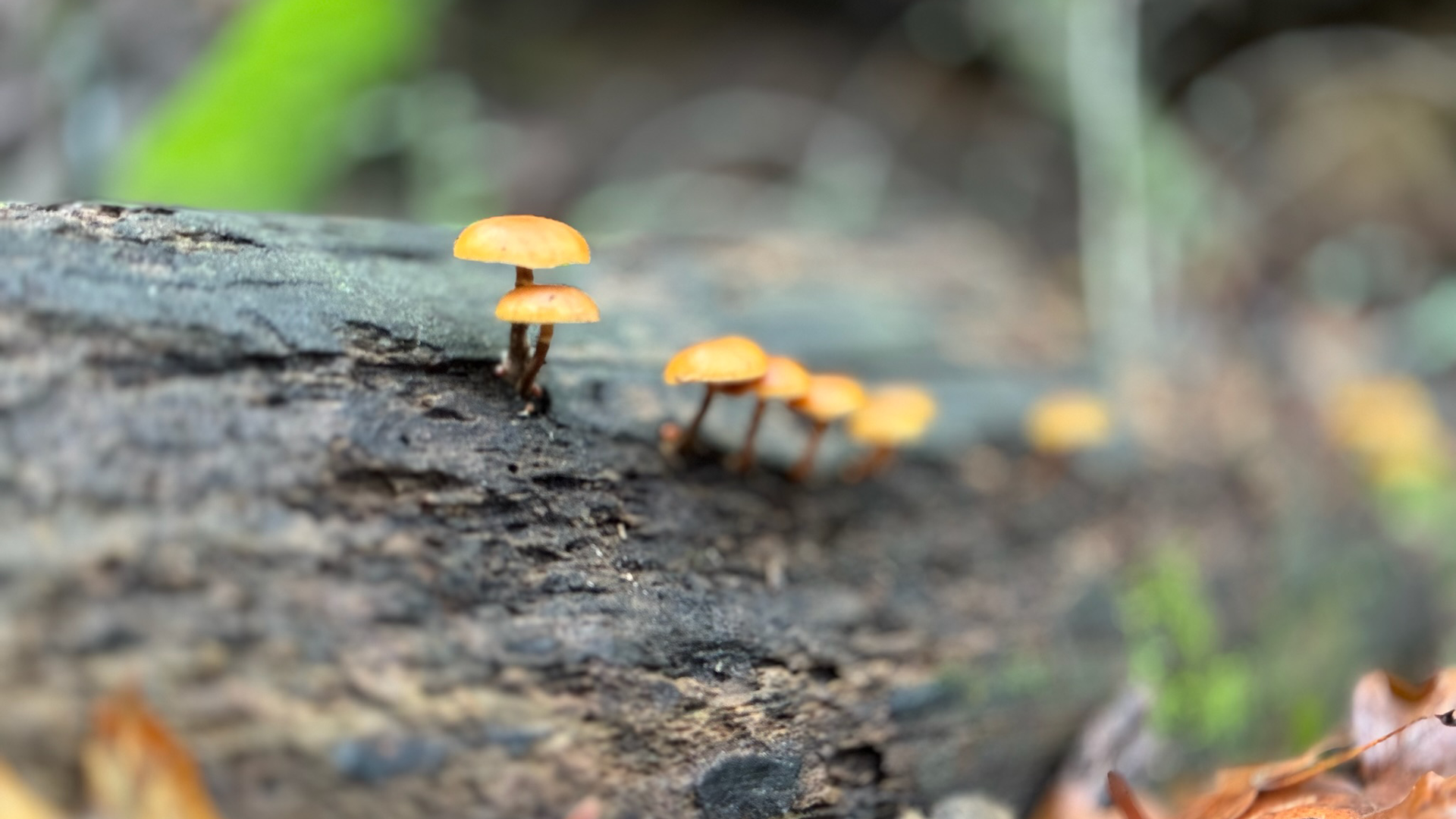 Research Reveals Potency Differences In Medicinal Mushroom Strains