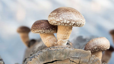 How to Grow Mushrooms on Logs