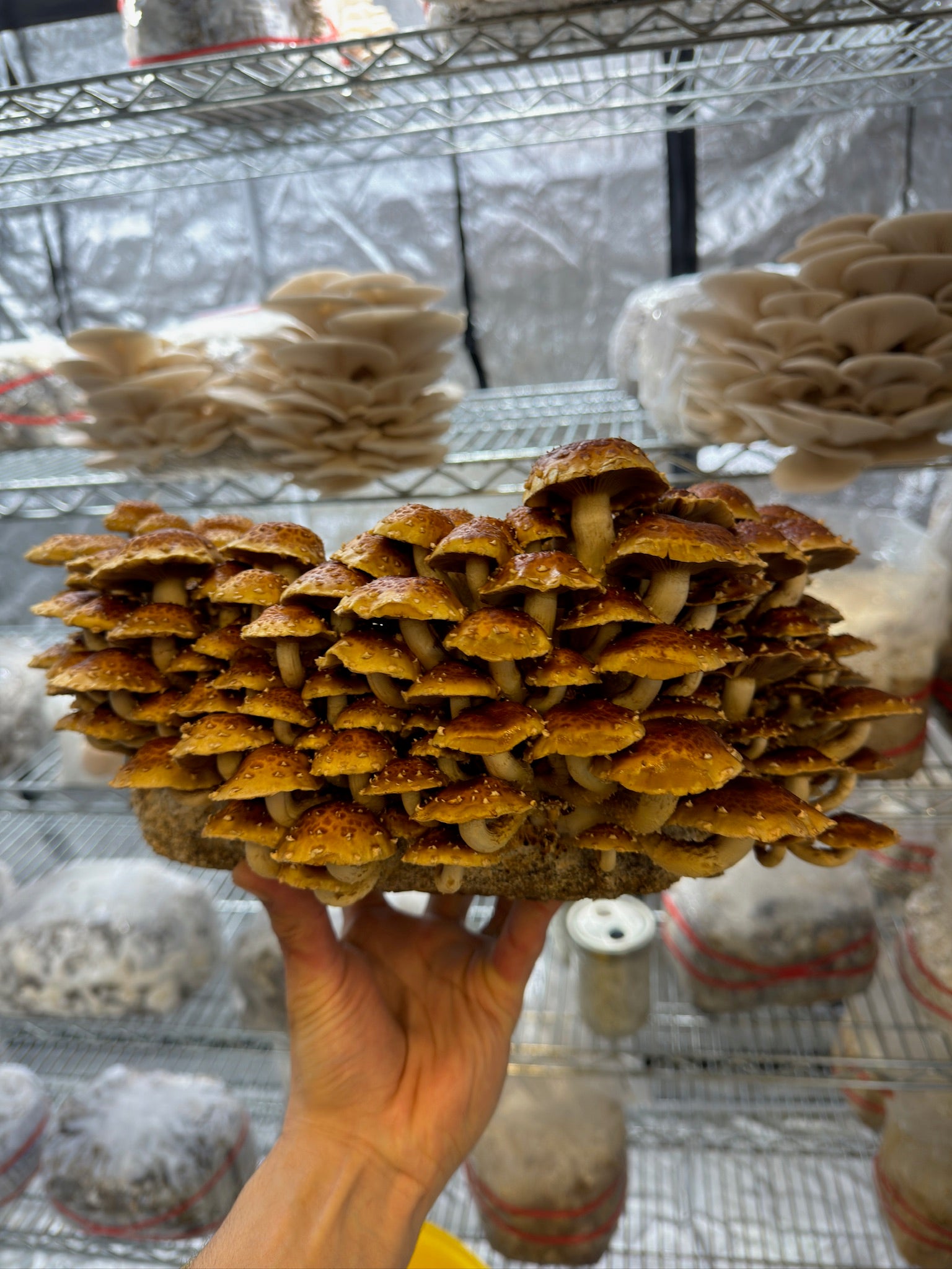 A person holding a mushroom fruiting block of chestnut mushrooms inside of a mushroom grow tent, with oyster mushrooms and wire rack shelving in the background. 