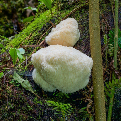 Lion's Mane Mushroom Outdoor Log Starter Kit