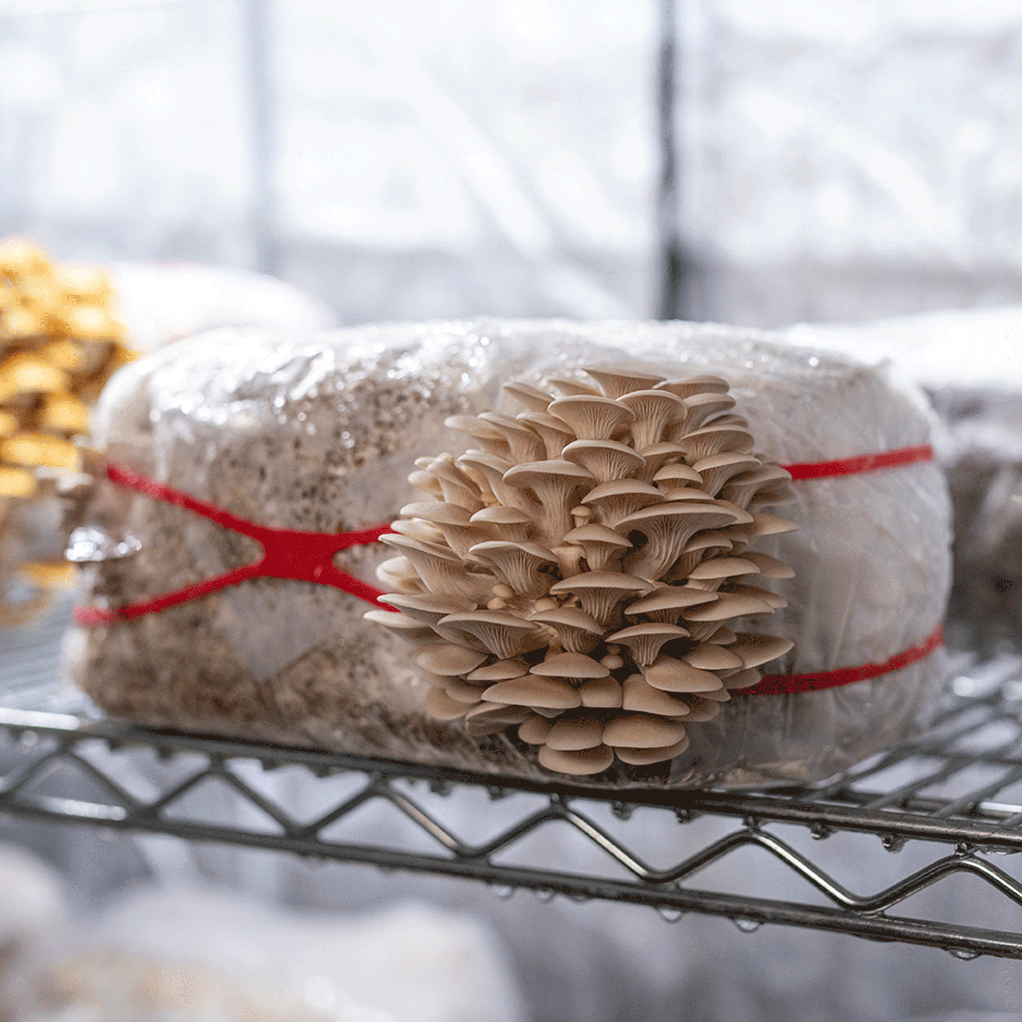 Close-up view of mushrooms emerging through the MycoMultiplier™ band on a substrate bag.