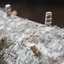 Shiitake Mushroom Outdoor Log Starter Kit