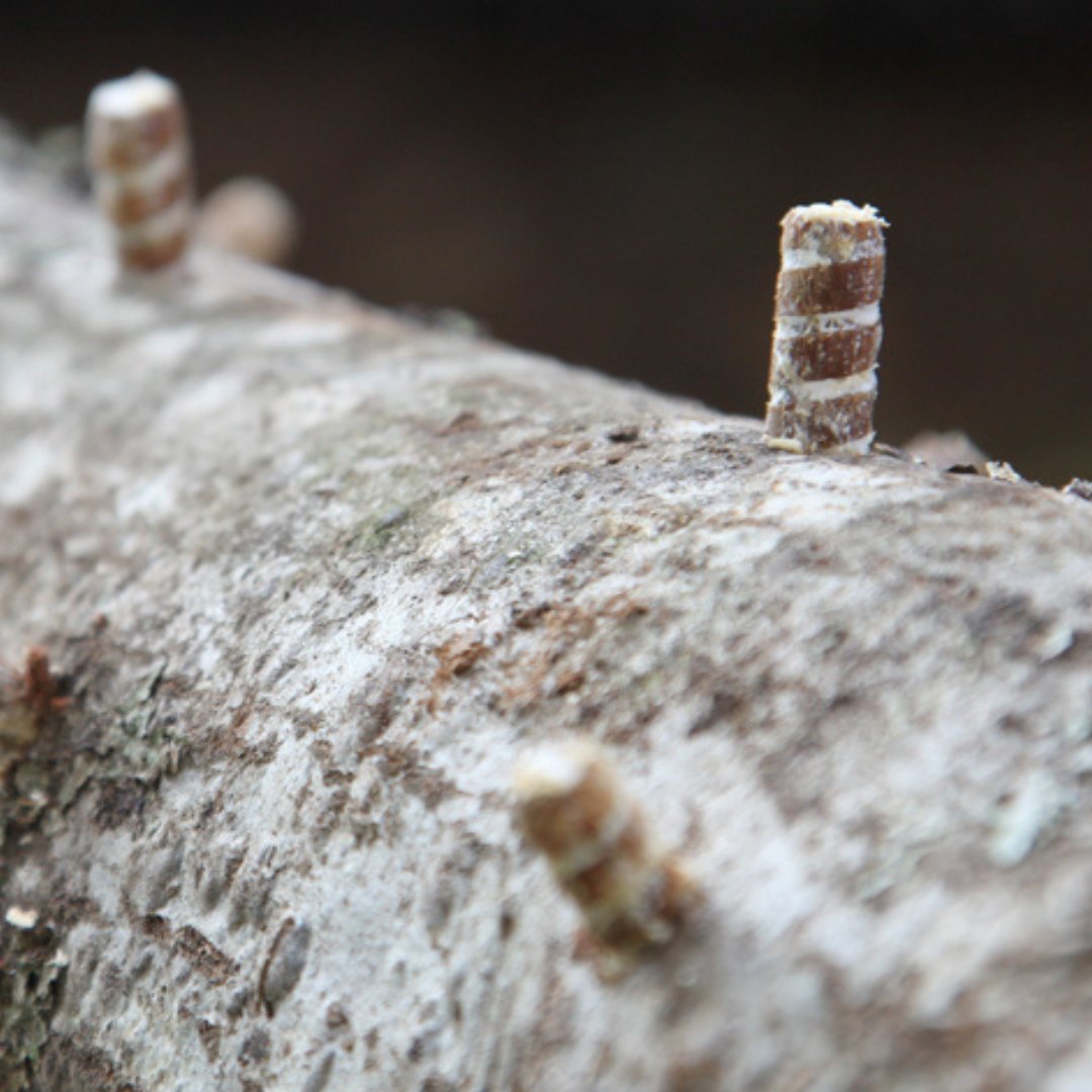 Blue Oyster Mushroom Outdoor Log Starter Kit