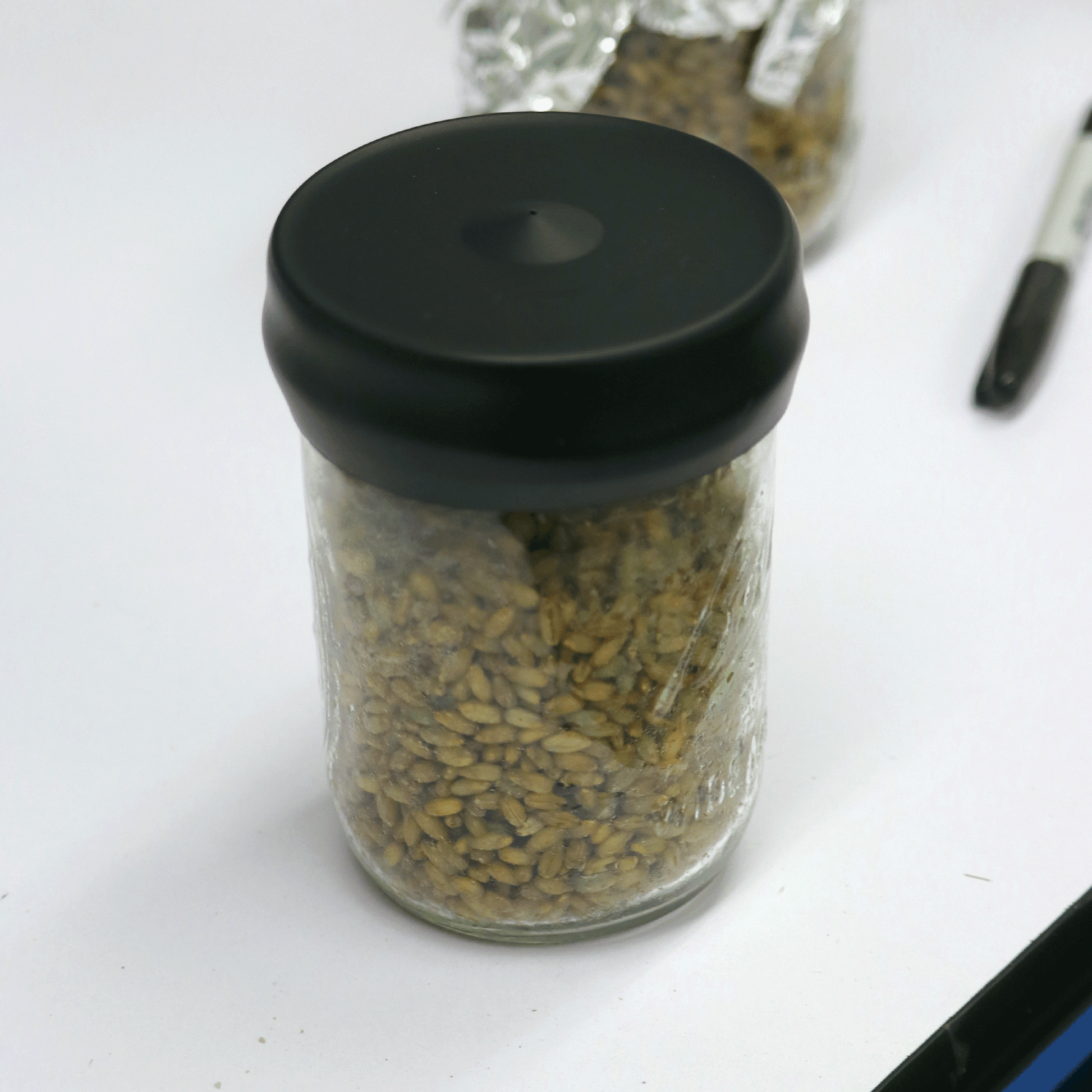 A glass jar filled with grain, sealed with a black Microppose silicone jar cover, situated on a laboratory table.