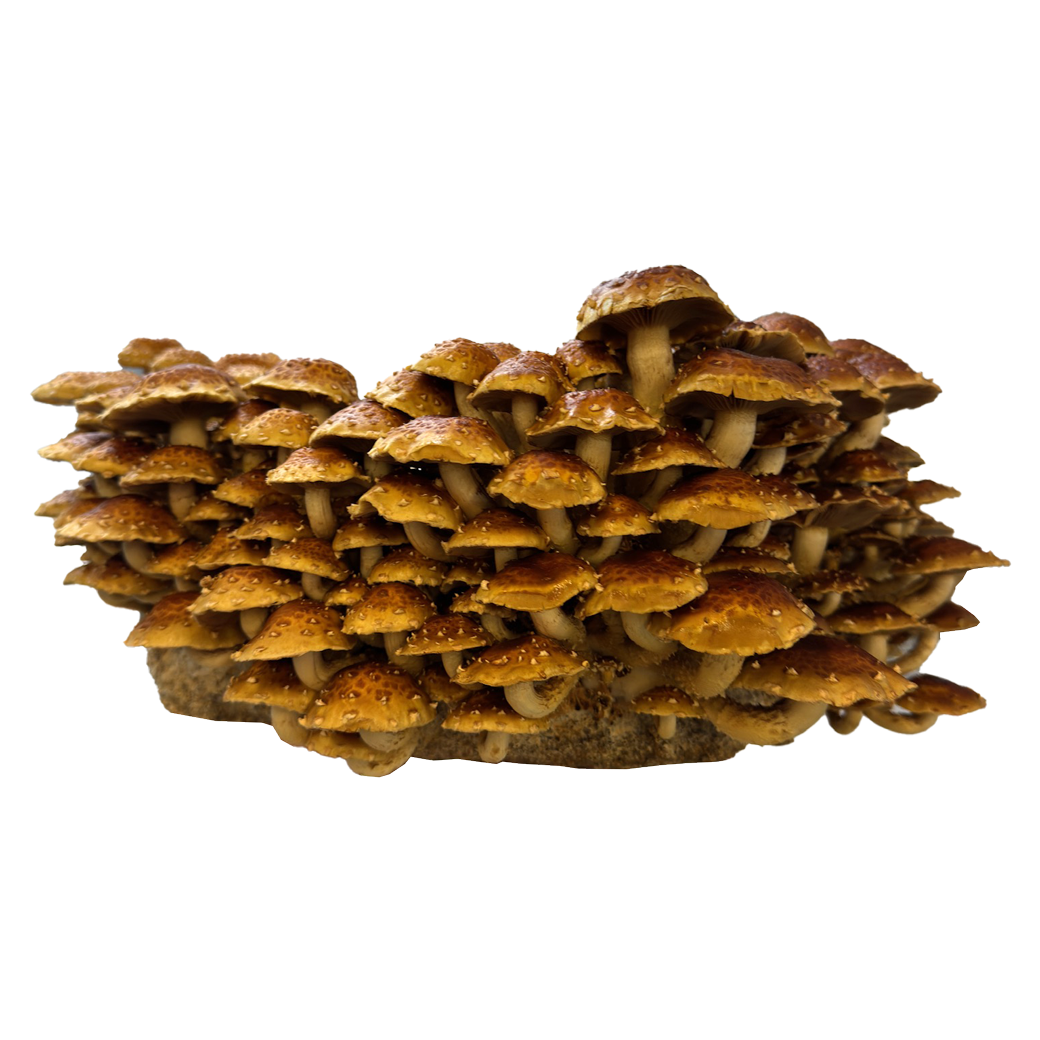 Golden chestnut mushrooms with brown tops an white spots in an umbrella shape growing from a mushroom grow kit
