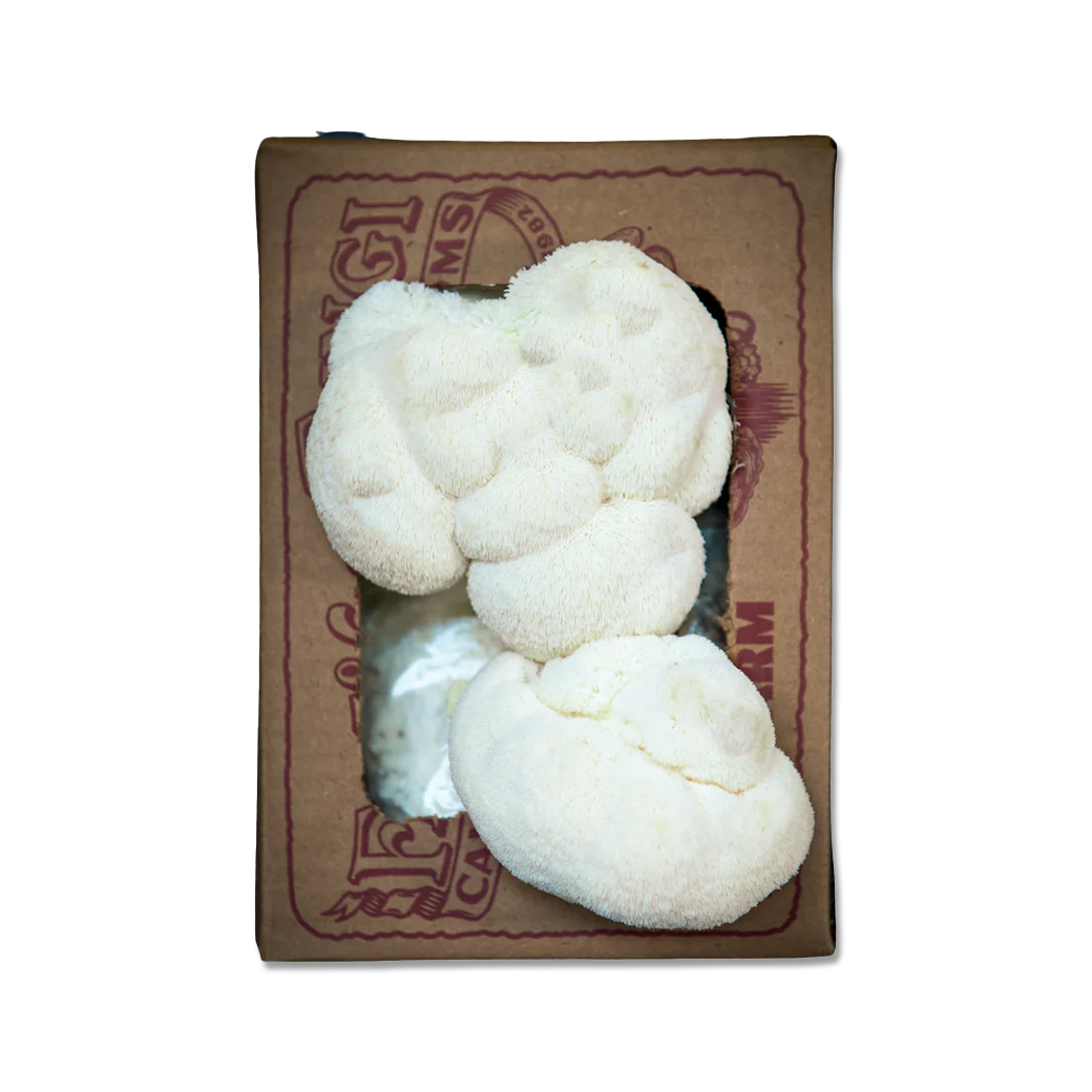 a Cardboard box with a larger circular white mass of lions mane mushroom growing out of it from an inoculated mushroom fruiting block