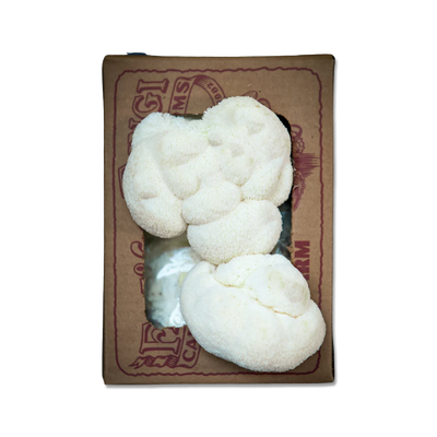 a Cardboard box with a larger circular white mass of lions mane mushroom growing out of it from an inoculated mushroom fruiting block