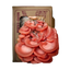 A square cardboard mushroom grow kit on a transparent background with scallop-shaped pink oyster mushrooms growing out of it.