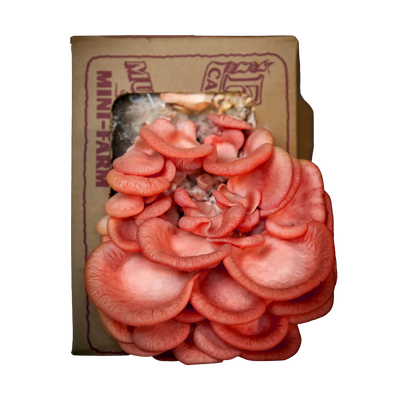 A square cardboard mushroom grow kit on a transparent background with scallop-shaped pink oyster mushrooms growing out of it. 