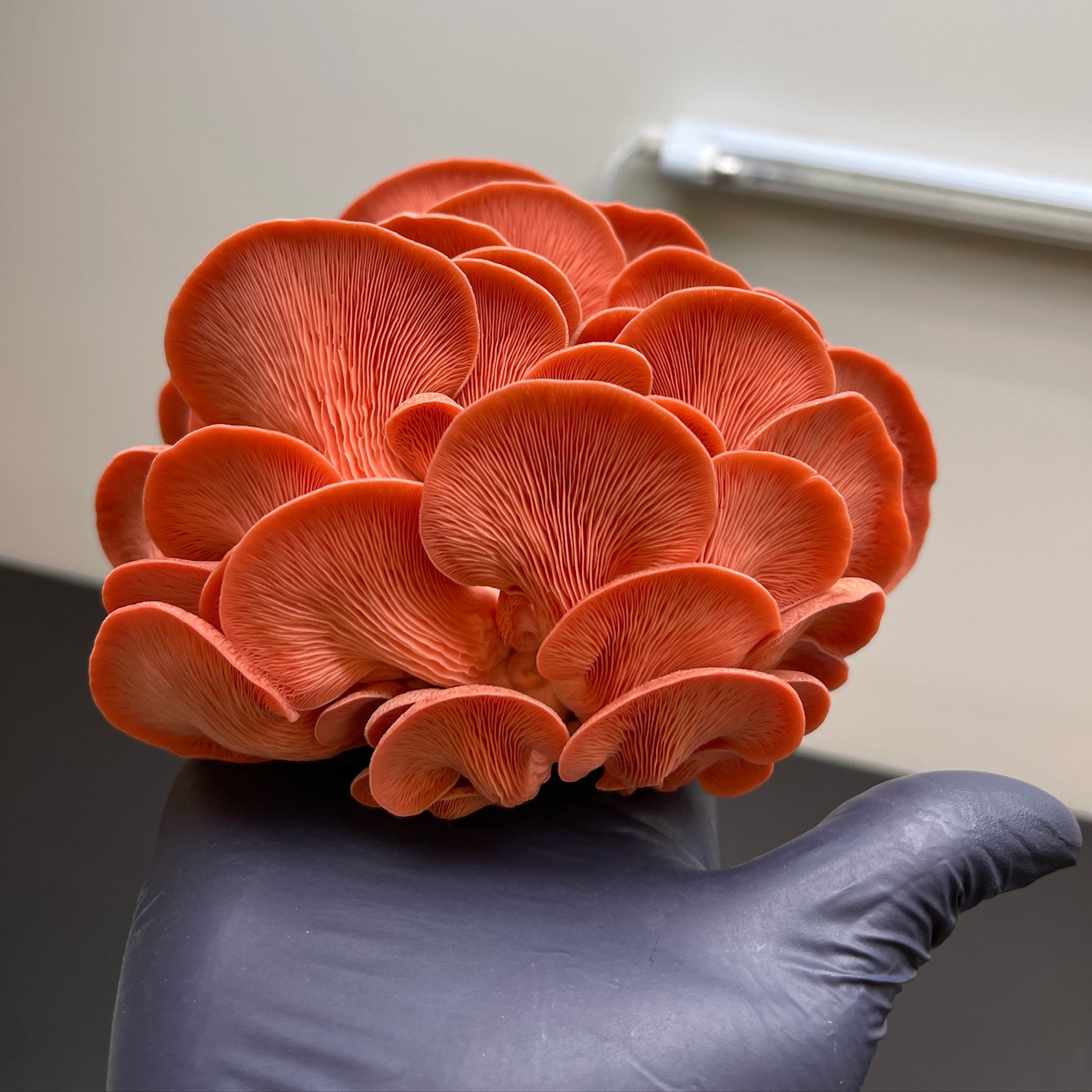 a Gloved hand holding a fan shaped cluster of pink oyster mushrooms.