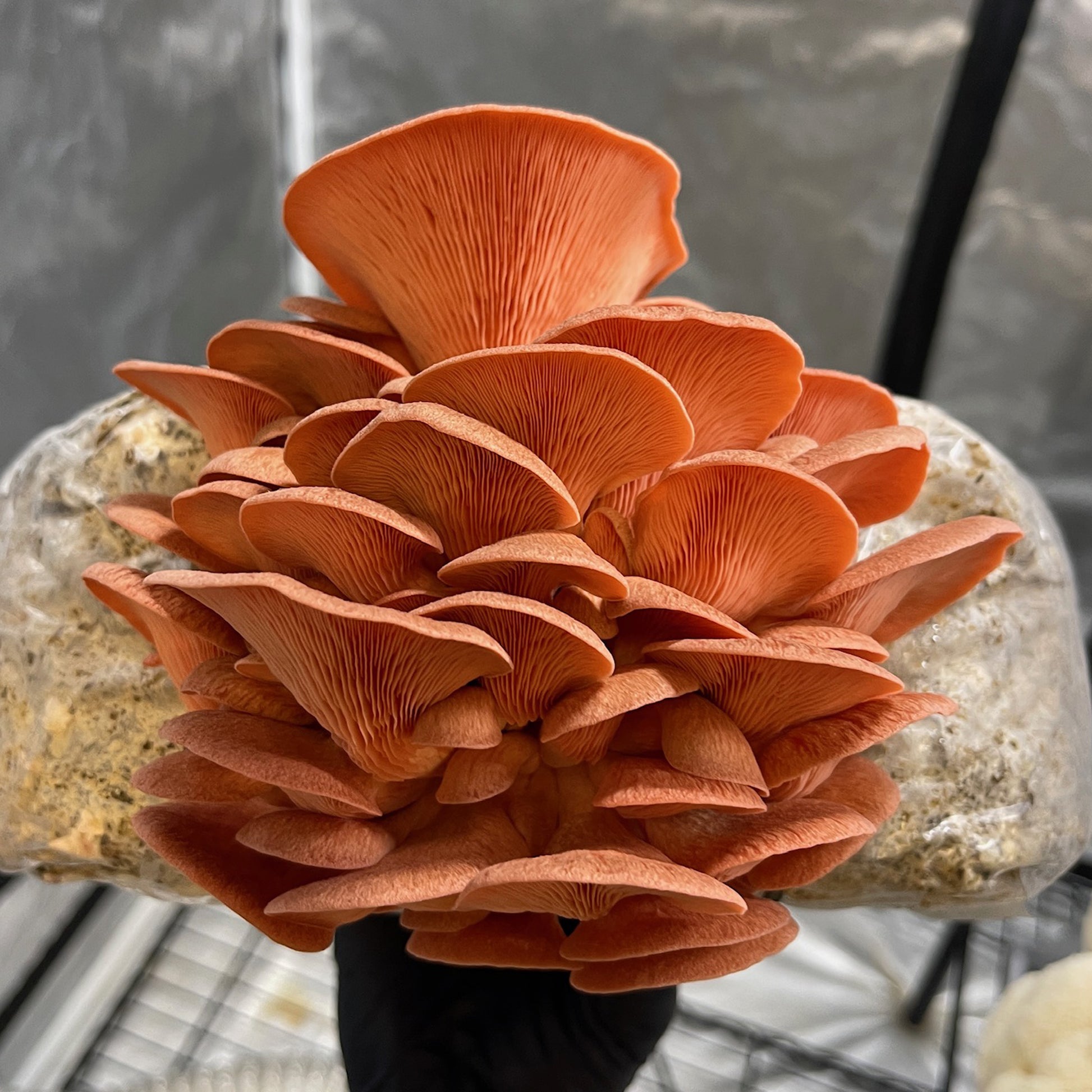 a Gloved hand holding a fan shaped cluster of pink oyster mushrooms.