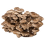 An inoculated mushroom fruiting block with brown mycelium and round brown shiitake mushrooms growing out of it.