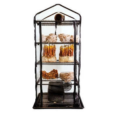A fully assembled grow tent with transparent walls displaying multiple shelves with various stages of oyster mushroom growth.