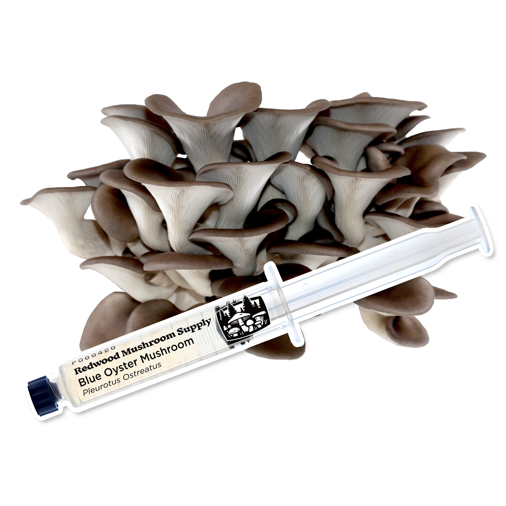 Blue Oyster Mushroom Liquid Culture Syringe