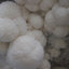 Close-Up of White Lion's Mane Mushroom Growth from Substrate