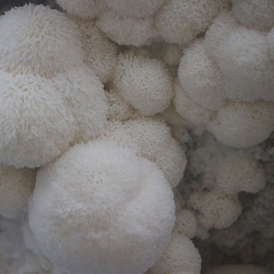 Lion's Mane Mushroom Grow Kit