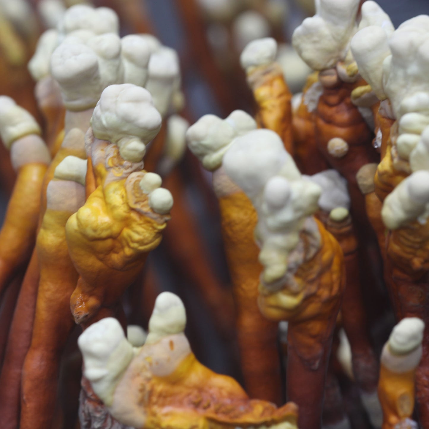 Macro shot of Reishi mushroom growth, showing the unique texture and color variations characteristic of high-quality cultivations