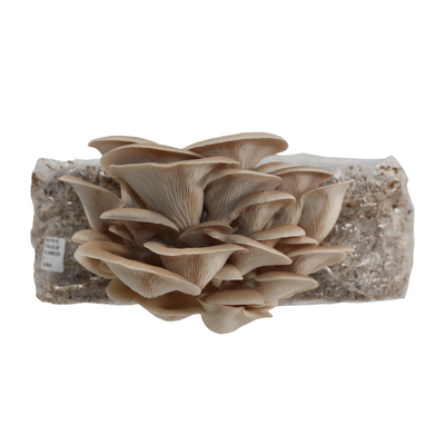 Grey Oyster Mushroom Liquid Culture Syringe