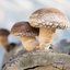 Shiitake Mushroom Outdoor Log Starter Kit