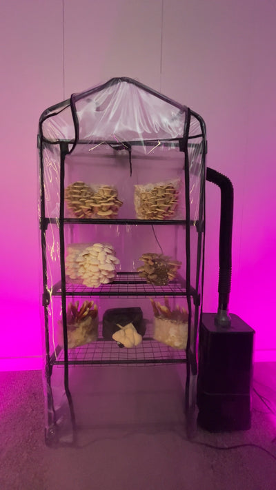 Mushroom Grow Tent Starter Kit