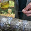 Shiitake Mushroom Outdoor Log Starter Kit