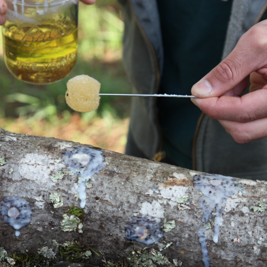 Shiitake Mushroom Outdoor Log Starter Kit