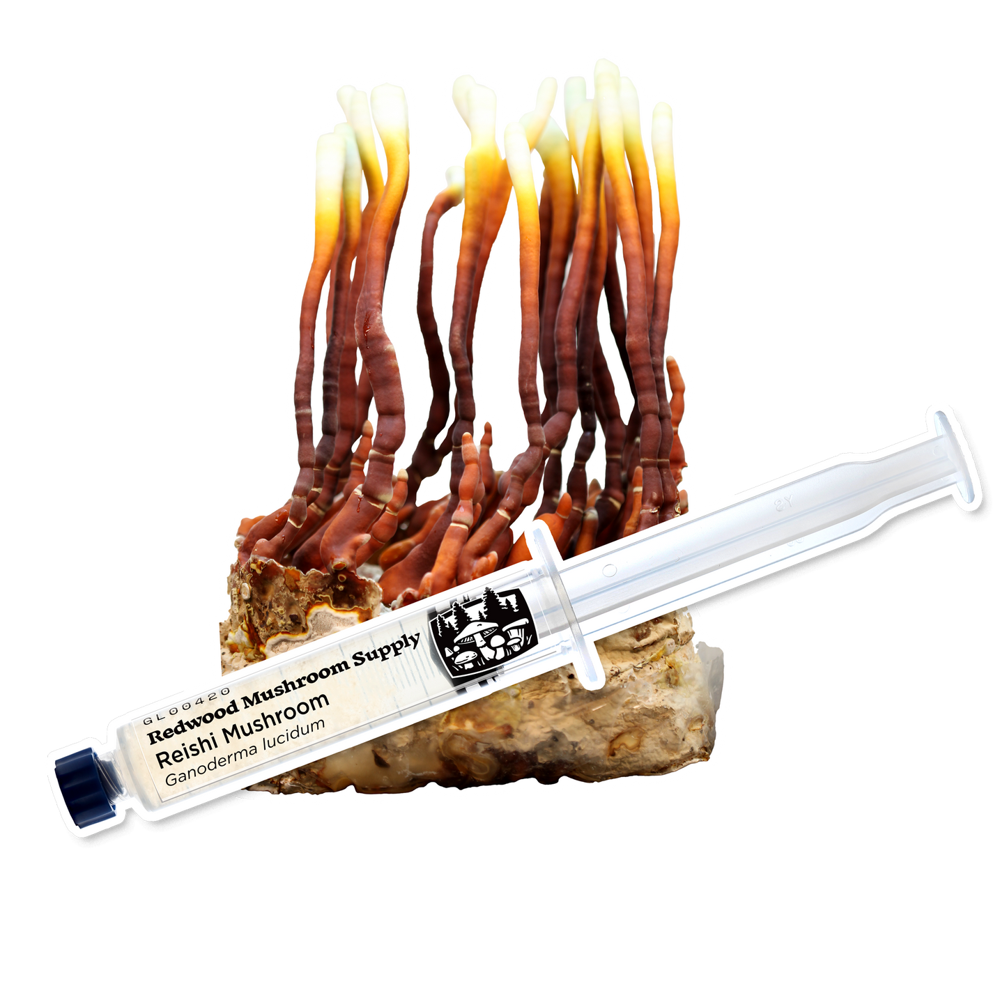 Reishi mushrooms displayed with a syringe, illustrating the vibrant and distinct growth stages offered by Redwood Mushroom Supply