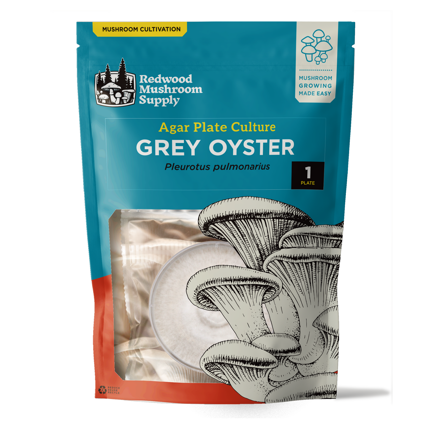 Grey Oyster Plate Culture