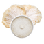 A petri dish in the foreground fully colonized with white  Lion's mane mycelium, with a lion's mane mushroom behind it in a cross-section, a beige/white stringy mushroom.