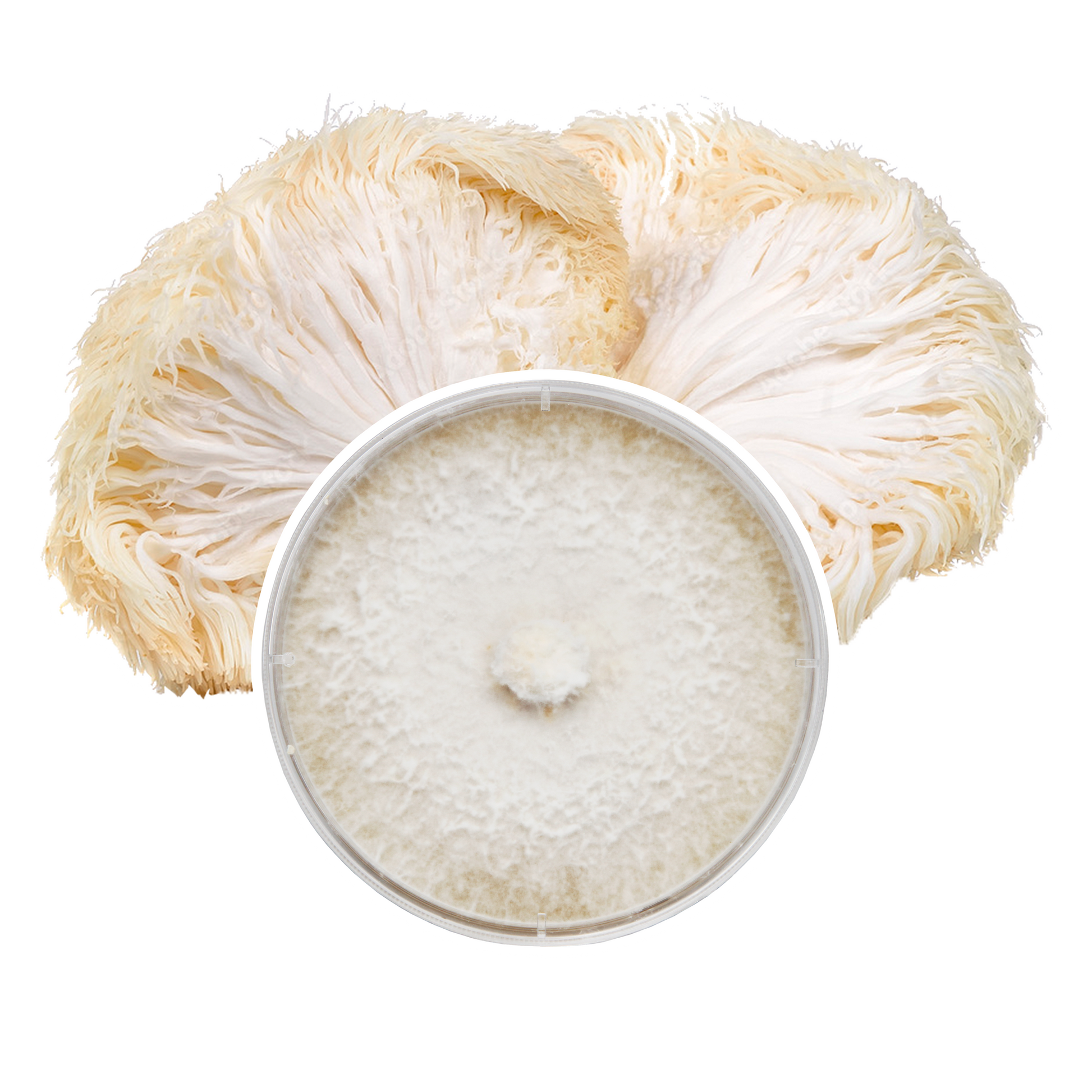 A petri dish in the foreground fully colonized with white  Lion's mane mycelium, with a lion's mane mushroom behind it in a cross-section, a beige/white stringy mushroom.