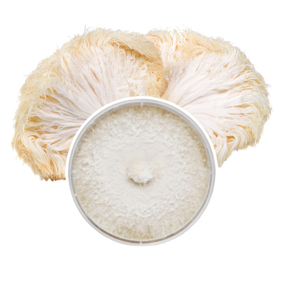 A petri dish in the foreground fully colonized with white  Lion's mane mycelium, with a lion's mane mushroom behind it in a cross-section, a beige/white stringy mushroom.