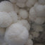 A macro image of lion's mane mushrooms showing clusters of white pom-pom fruits. 