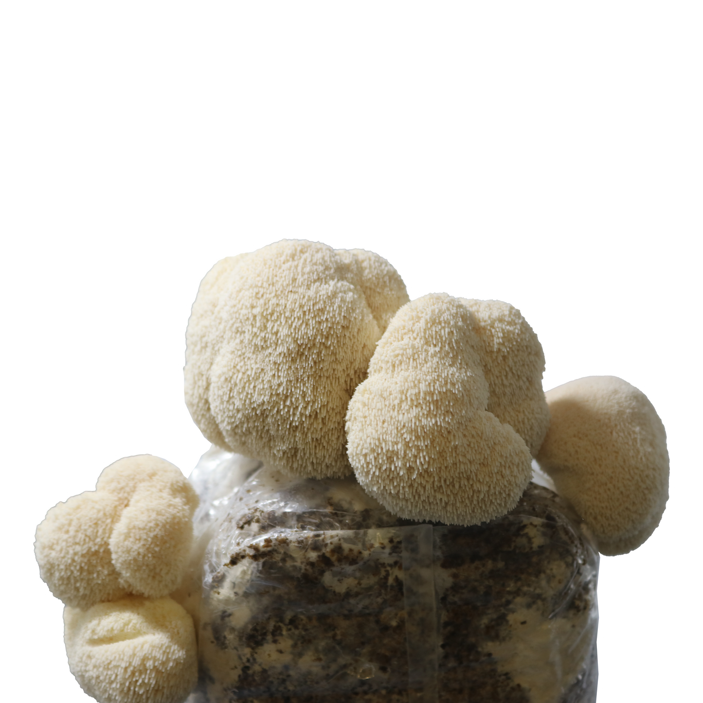 a rectangular mushroom grow bag with white round fuzzy lion's mane mushroom fruits growing out of it on all sides.