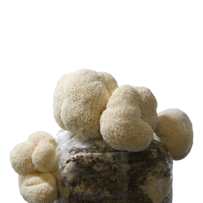 a rectangular mushroom grow bag with white round fuzzy lion's mane mushroom fruits growing out of it on all sides.