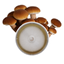 A circular petri dish containing a mycelial culture of the Pioppino mushroom with pioppino mushrooms indicative of the species in the background. 