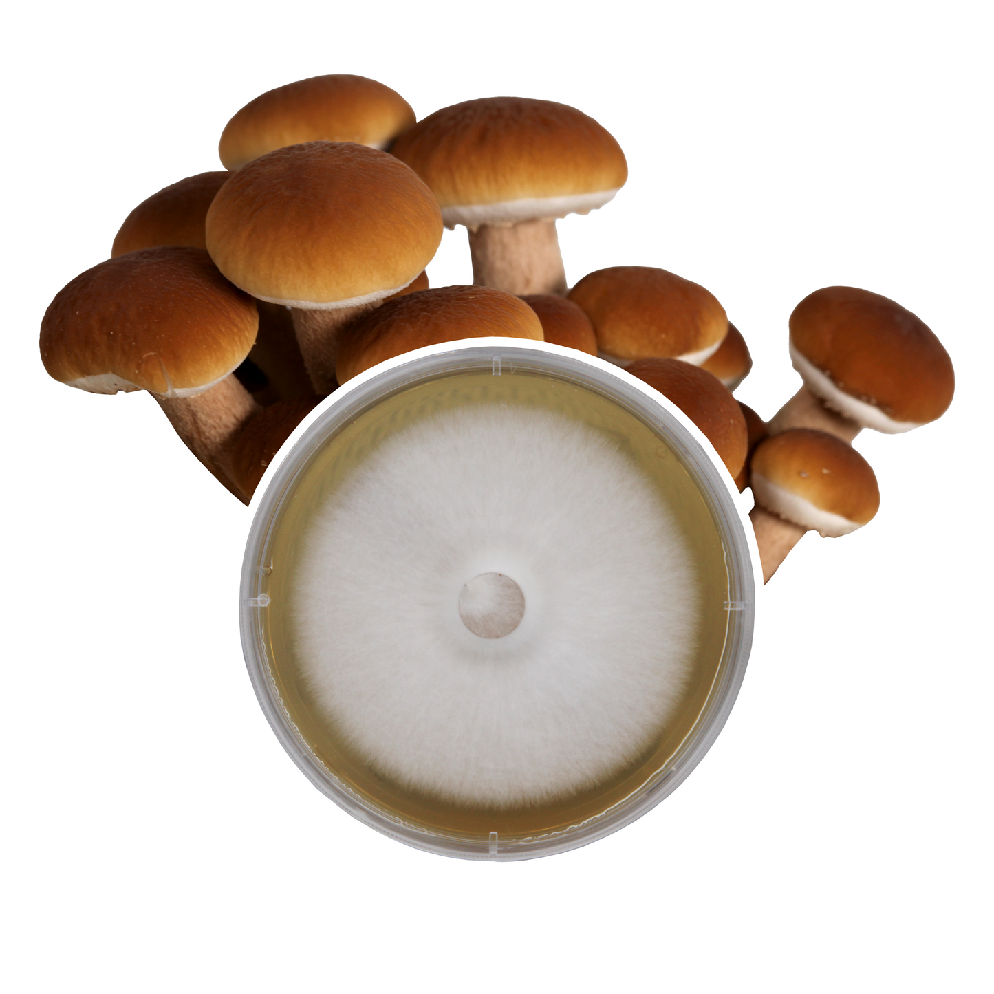 A circular petri dish containing a mycelial culture of the Pioppino mushroom with pioppino mushrooms indicative of the species in the background. 