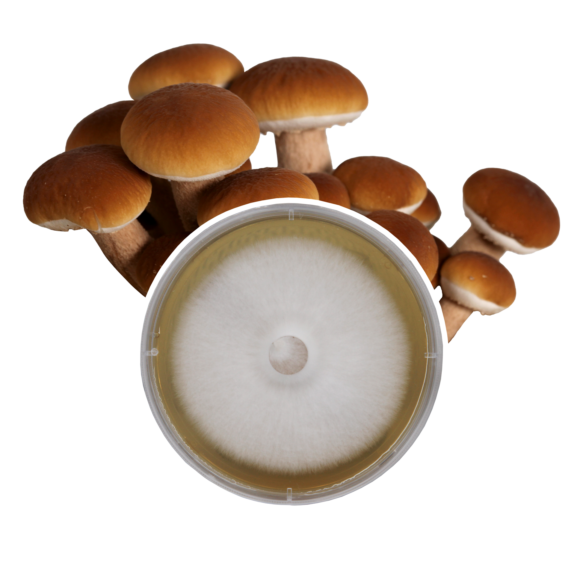 A circular petri dish containing a mycelial culture of the Pioppino mushroom with pioppino mushrooms indicative of the species in the background.